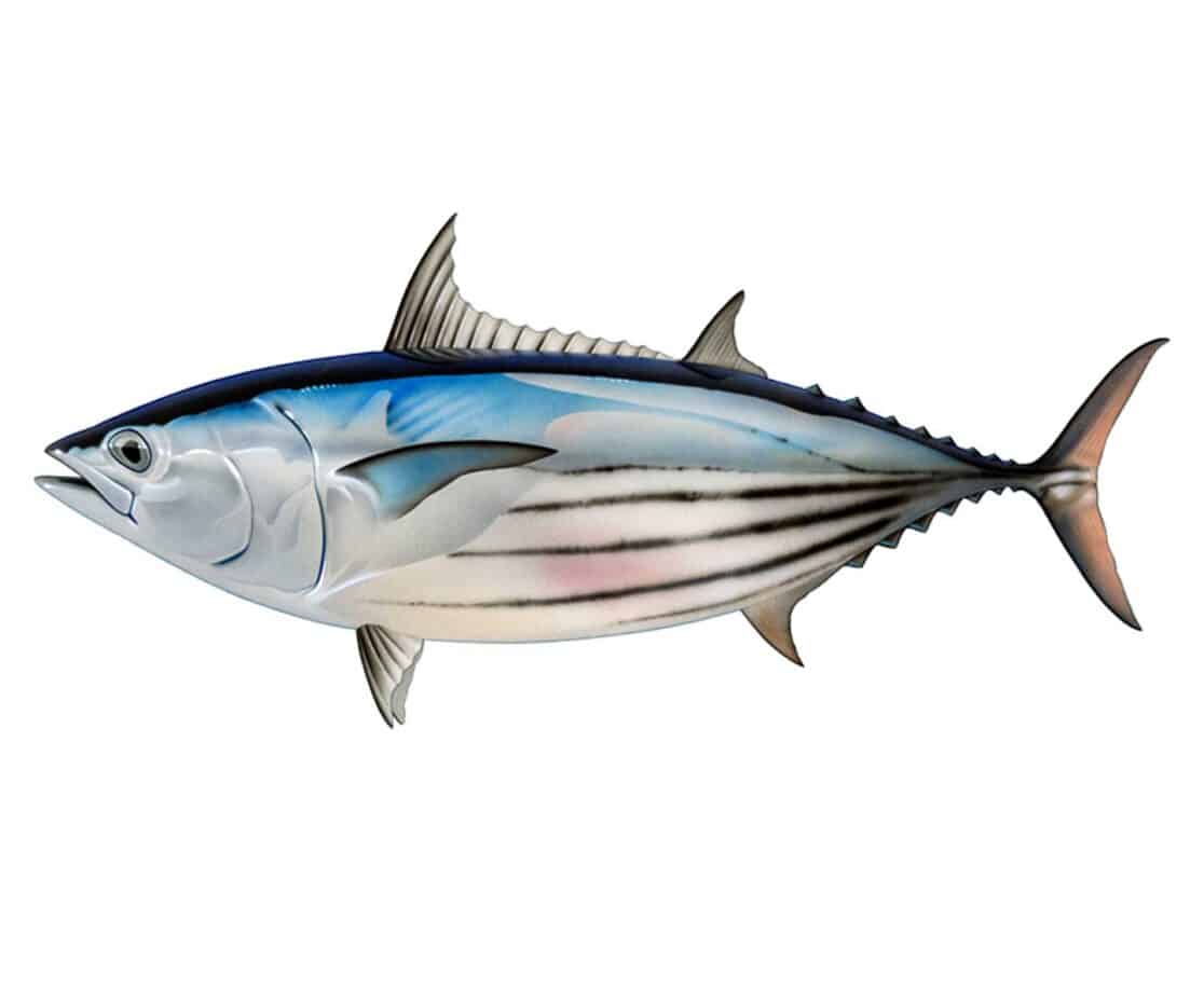 Skipjack Tuna: Taste, Nutrition, Habitat